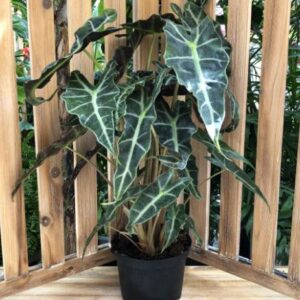 Alocasia African Mask