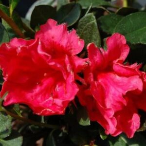 Azalea Red Ruffle