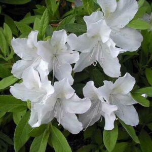 Azalea GG Gerbing