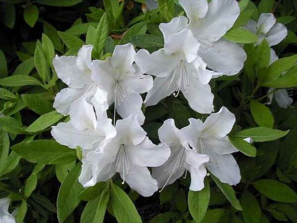 Azalea GG Gerbing