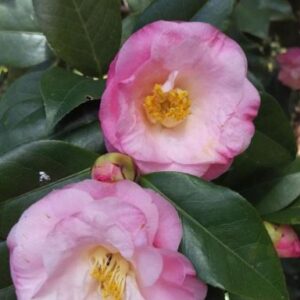 Camellia Japonica Dr Tinsley