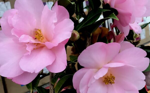 Camellia Japonica Taylor's Perfection