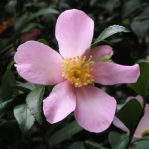 Camellia Maidens Blush