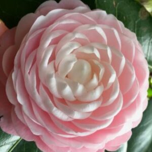 Camellia Japonicia Pink Perfection
