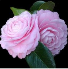 Camellia Japonica, Pink Perfection - LA Landscape Supply