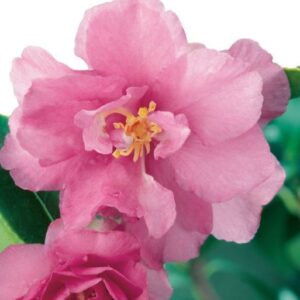 camellia sasanqua shishigashi