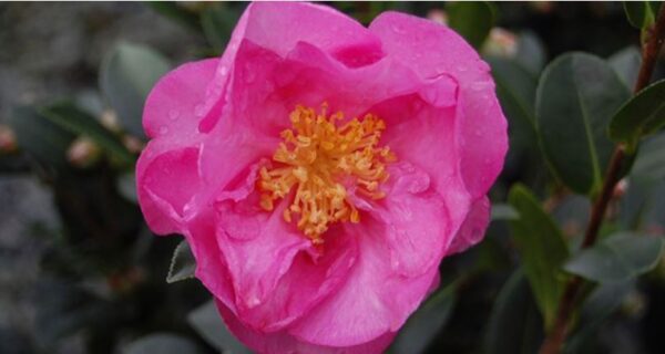 Camellia Stephanie Golden