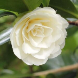 Camellia Japonica Dahlonega