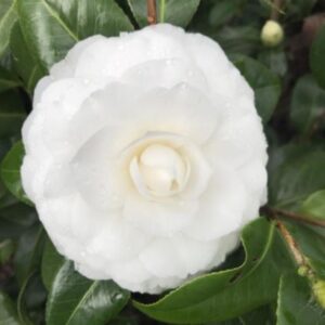 Camellia Japonicia White by the Gate