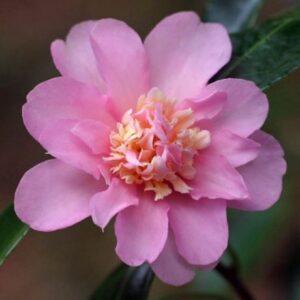 Camellia Japonica Winter Star