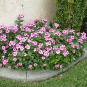 Catharanthus Roseus