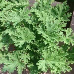 Citronella Mosquito Plant