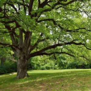 Live Oak Tree