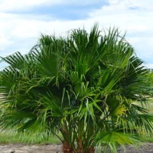 Livistona Chinesis Chinese Fan Palm Tree