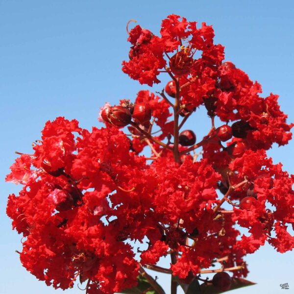 Colorama Crepe Myrtle