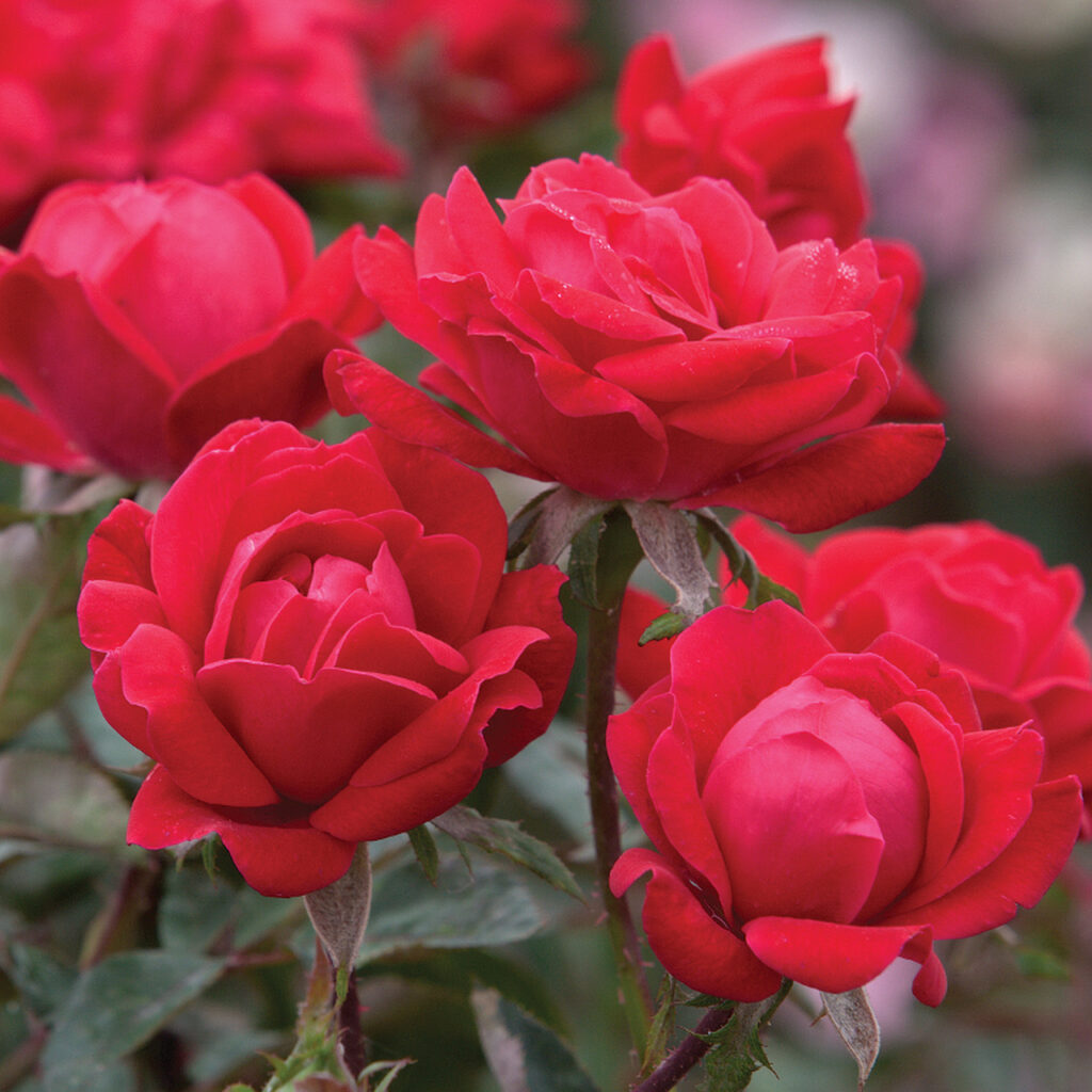 Pink Double Knock Out Roses | LA Landscape Supply