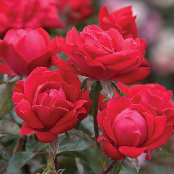 Red Double Knock Out Rose