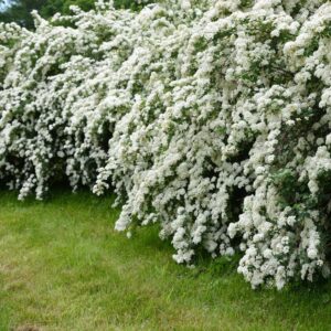 Spiraea Reeves