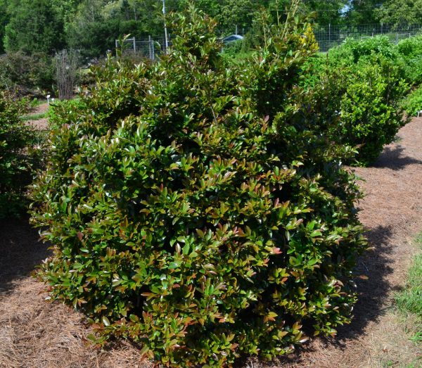 linebacker distylium - distylium linebacker shrub