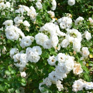 white drift roses