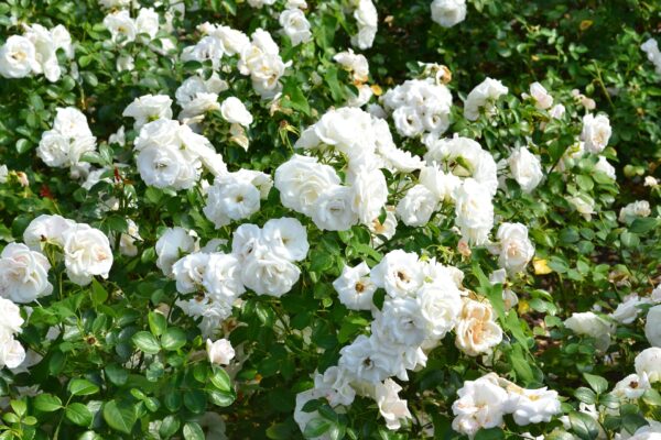 white drift roses