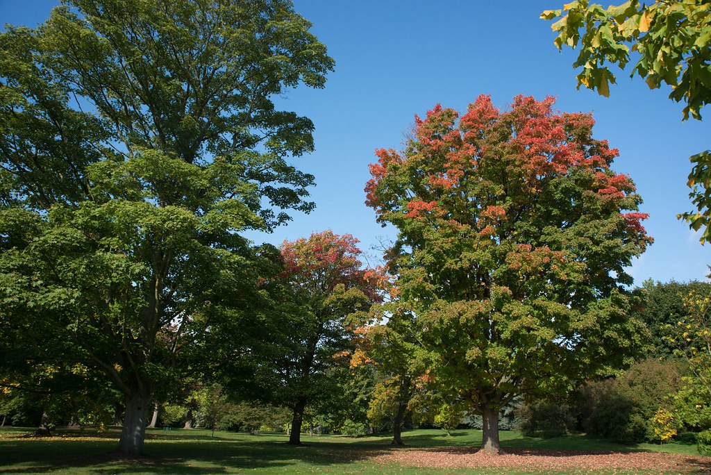 how long do maple trees live sugar and red maple trees