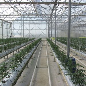 100 ft greenhouse - 30 x 100 greenhoust