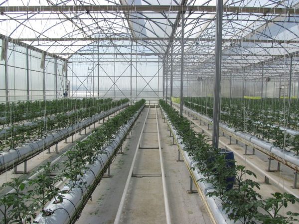 100 ft greenhouse - 30 x 100 greenhoust