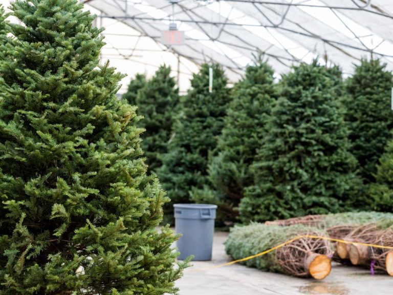 Best Christmas Tree Farms Near Me