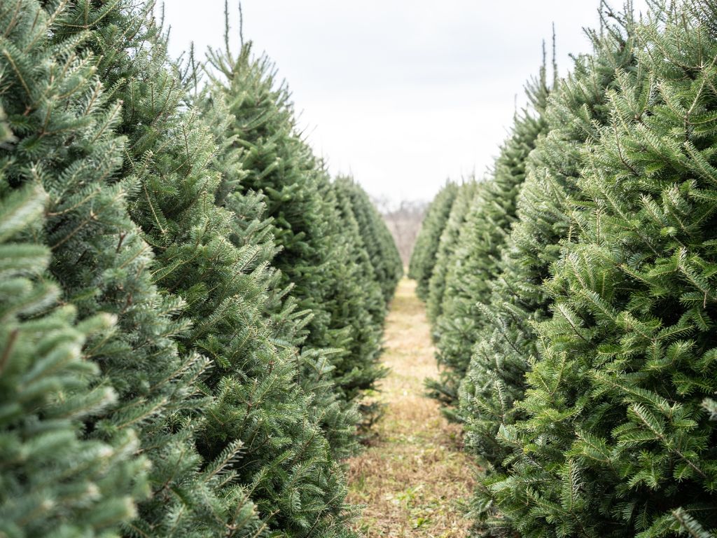best christmas tree farms near me