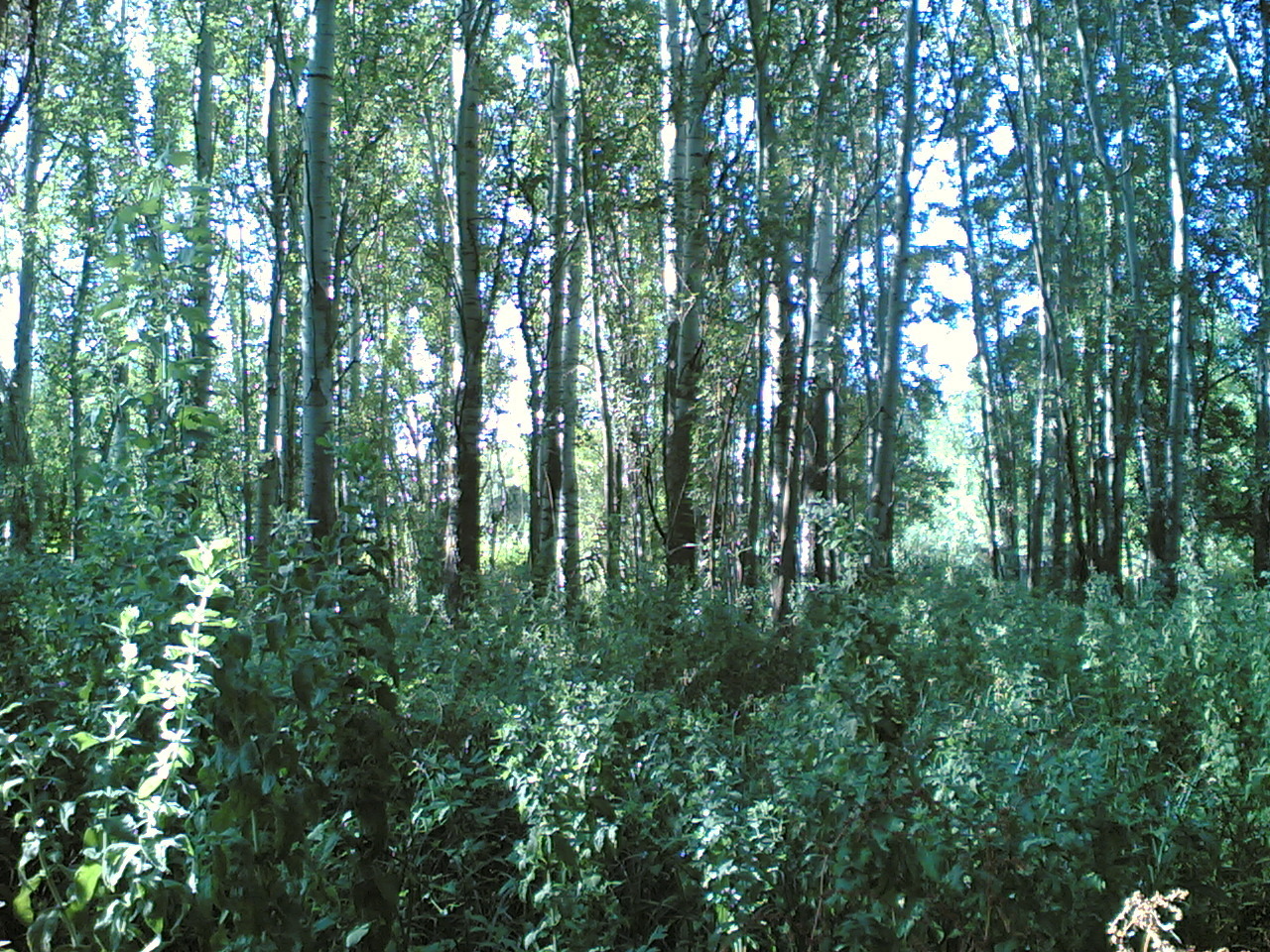 Is Poplar Good Firewood For Heating Fireplaces and Wood Stoves?