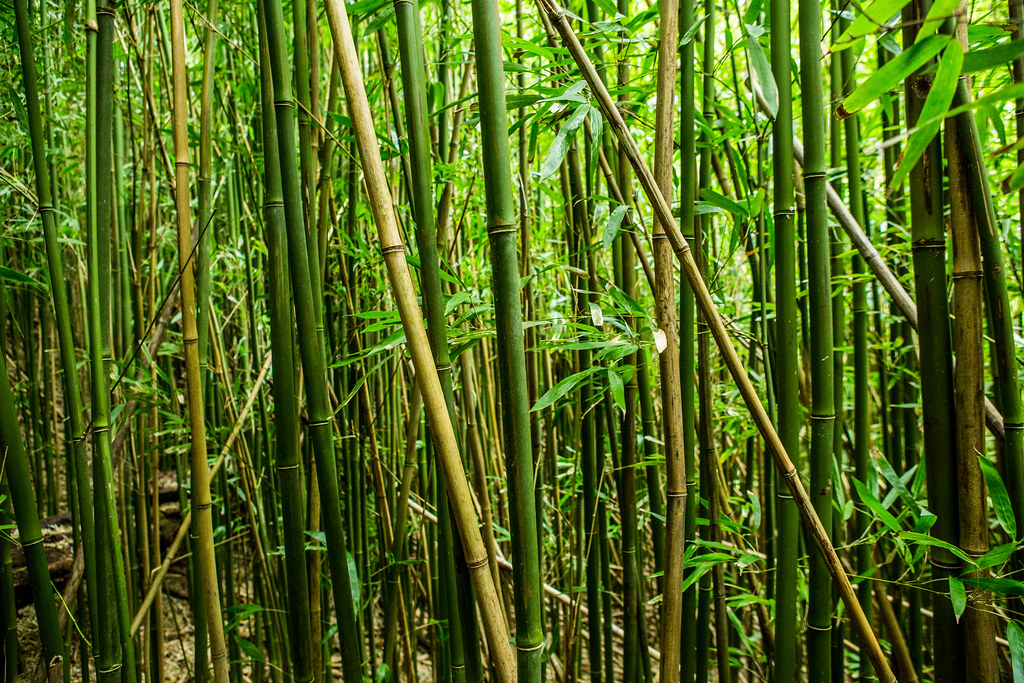 Bambo Nursery Bamboo Garden Bamboo Distributor Near Me 2 