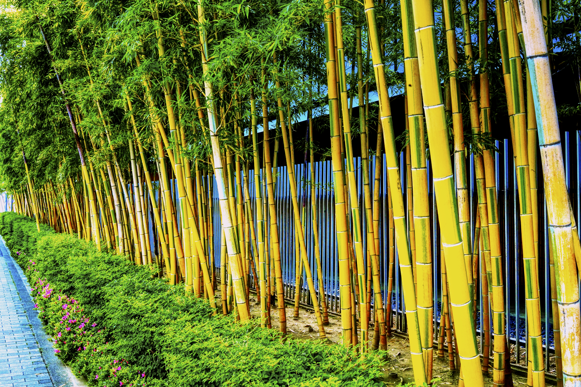 Bamboo Garden LA Landscape Supply