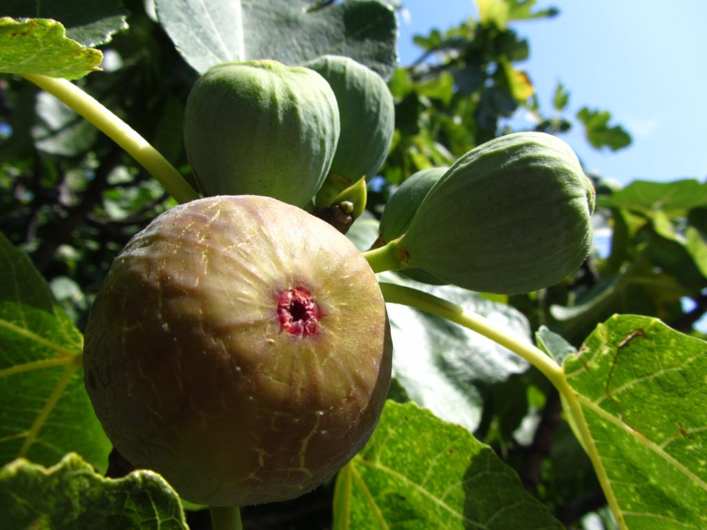 fig trees with ripe figs - fig trees near me - fig tree