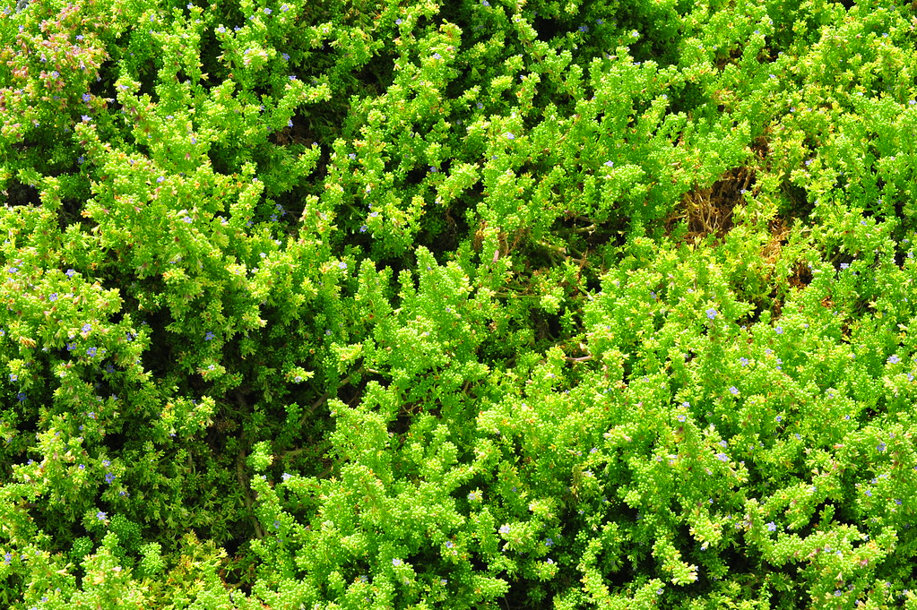 ground cover plants