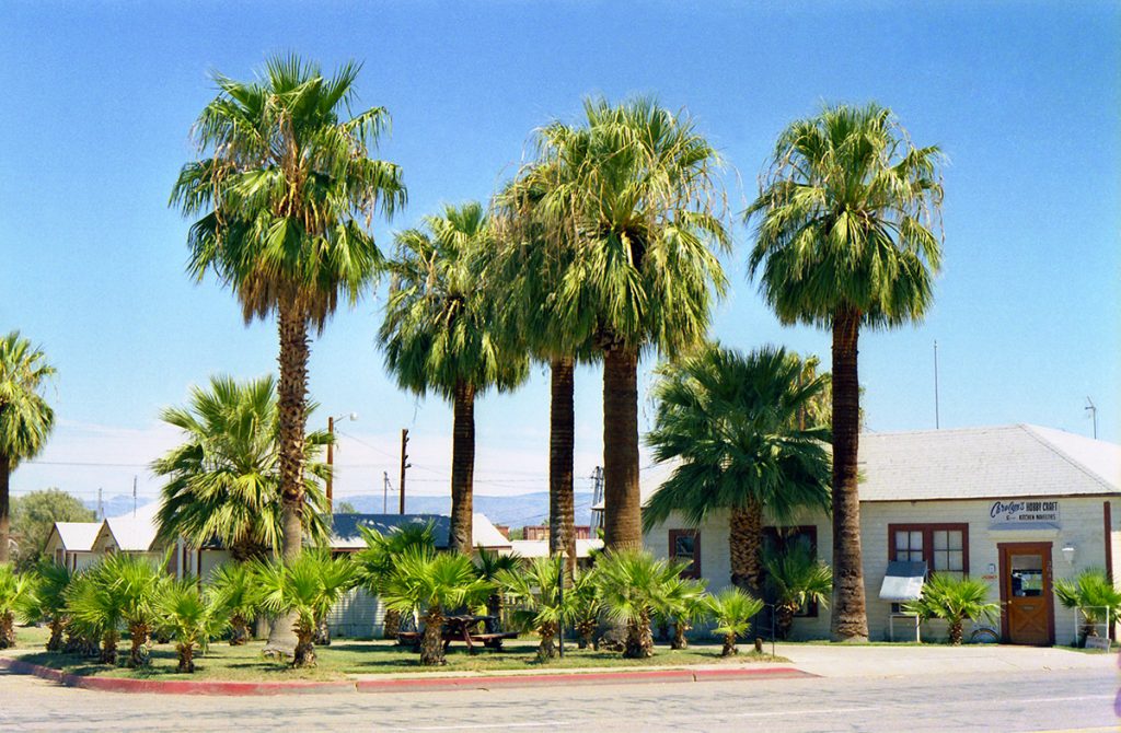 palm trees