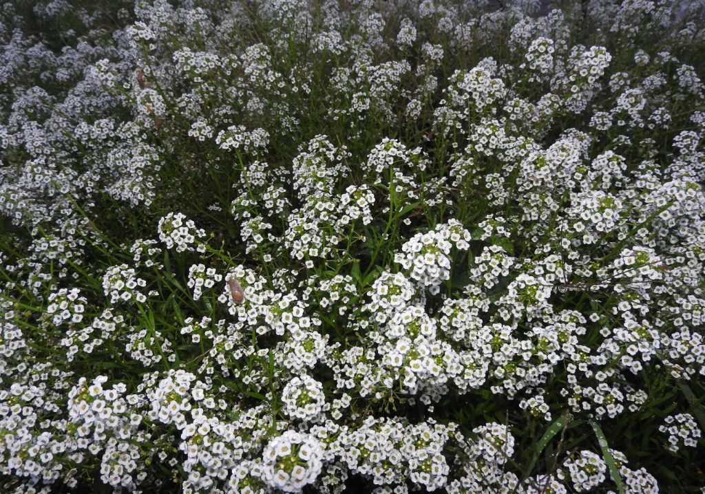 Sweet Alyssum ground cover - fast spreading ground covers