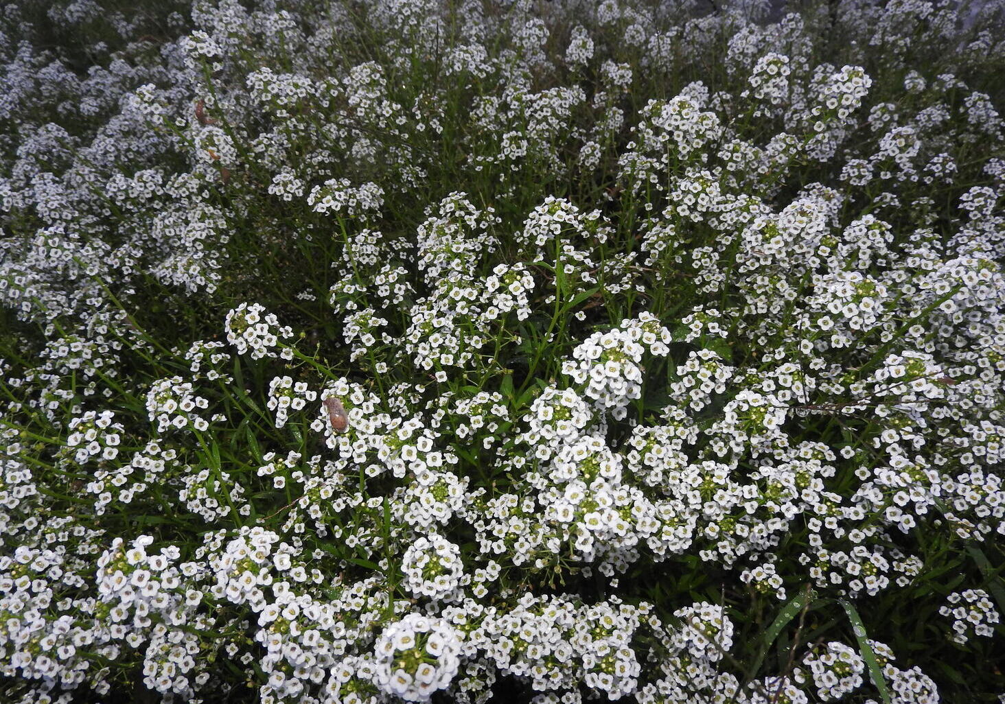 Fast Spreading Ground Cover