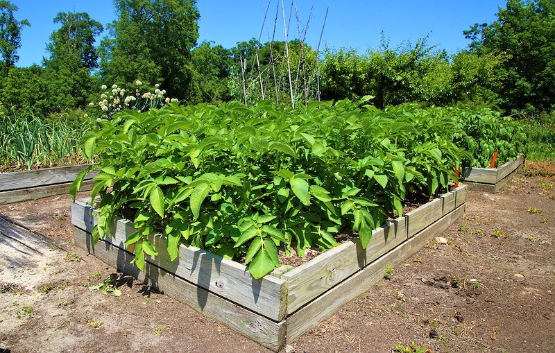 raised bed garden with vegetable in organic garden soil